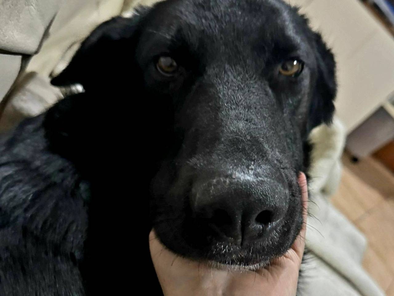 Adotta un cane, taglia media, maschio, Varese