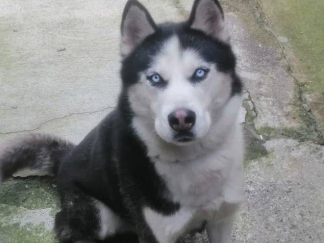Adozione cane, maschio, Siberian Husky Razza sconosciuta, 6 anni, taglia grande, Varese