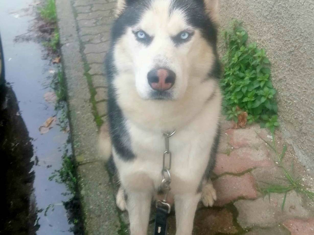 Vuoi adottare un cane a Varese?