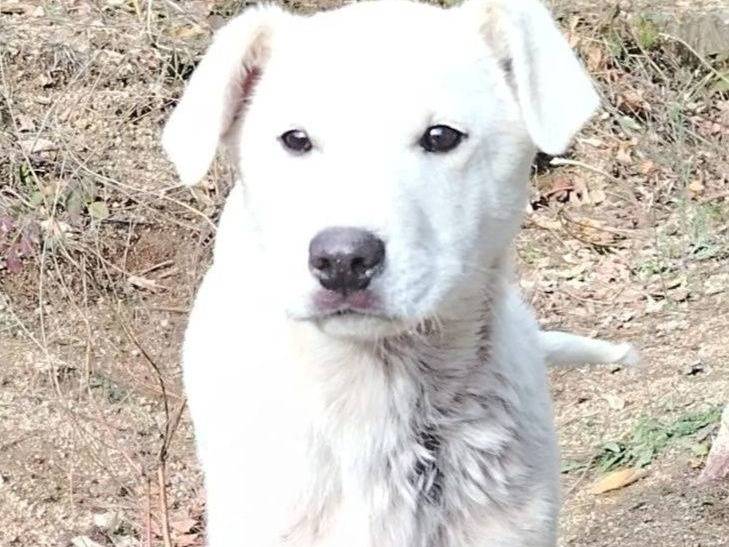 Adozione cane, femmina, Razza sconosciuta Razza sconosciuta, 3 mesi, taglia media, Crotone