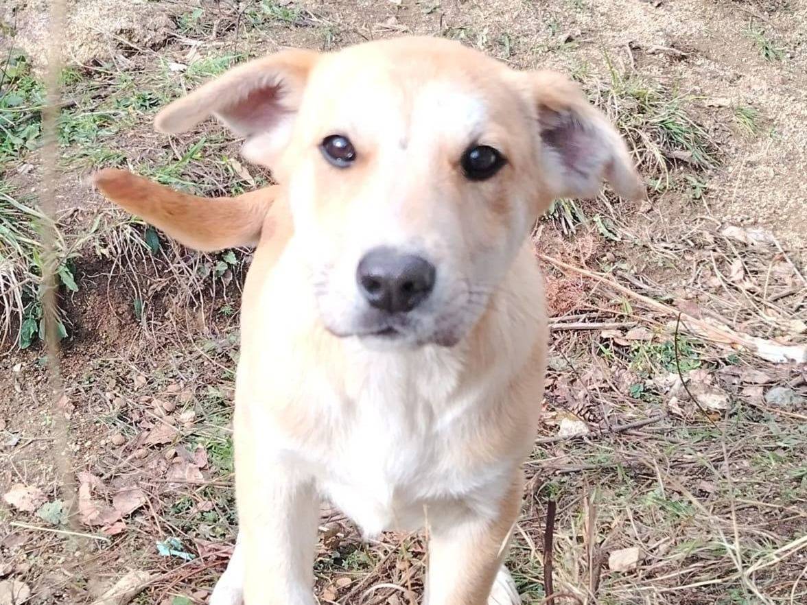 Adotta un cane, femmina, 3 mesi, Crotone