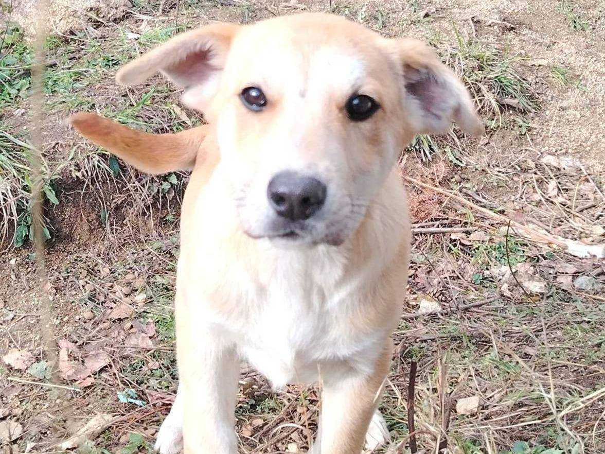 Adozione cane, femmina, Razza sconosciuta Razza sconosciuta, 3 mesi, taglia media, Crotone