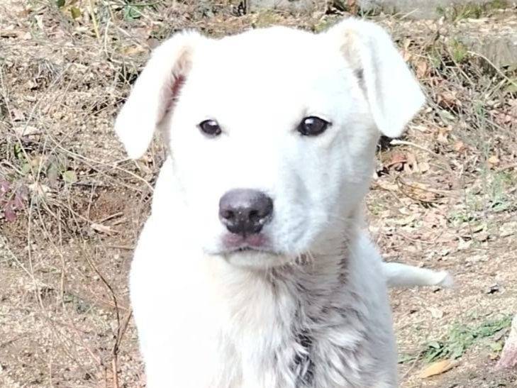 Adotta un cane, femmina, 3 mesi, Crotone