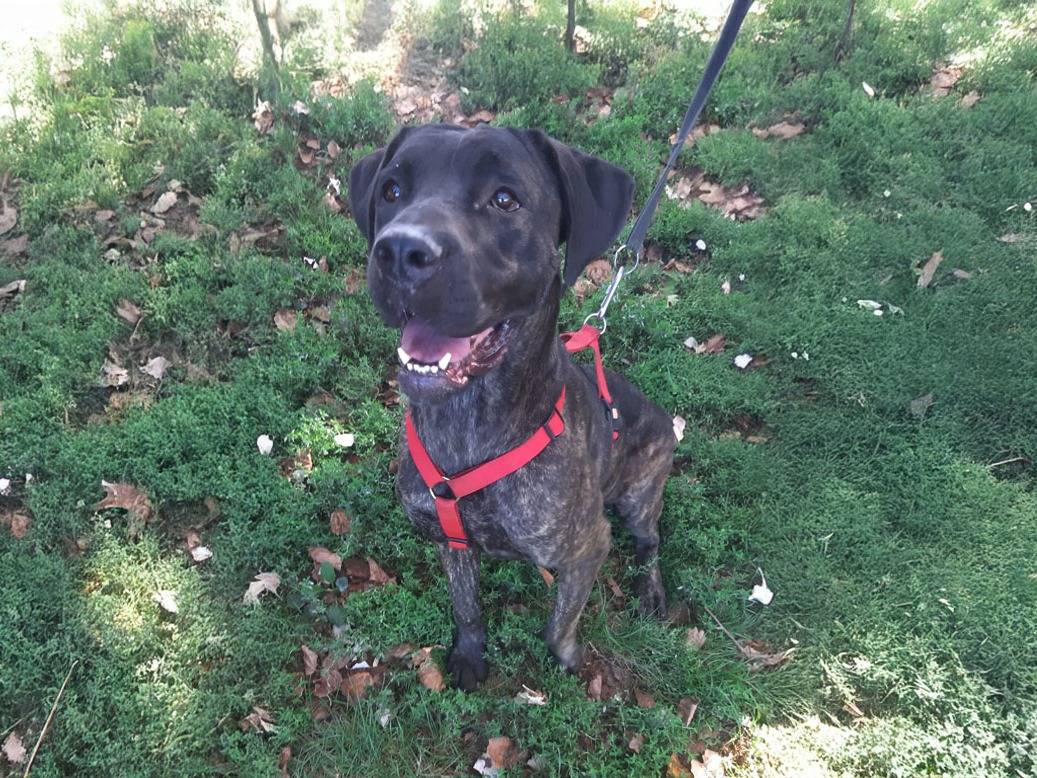 Adozione cane, femmina, Corso Razza sconosciuta, 1 anno e 11 mesi, taglia gigante, Bologna