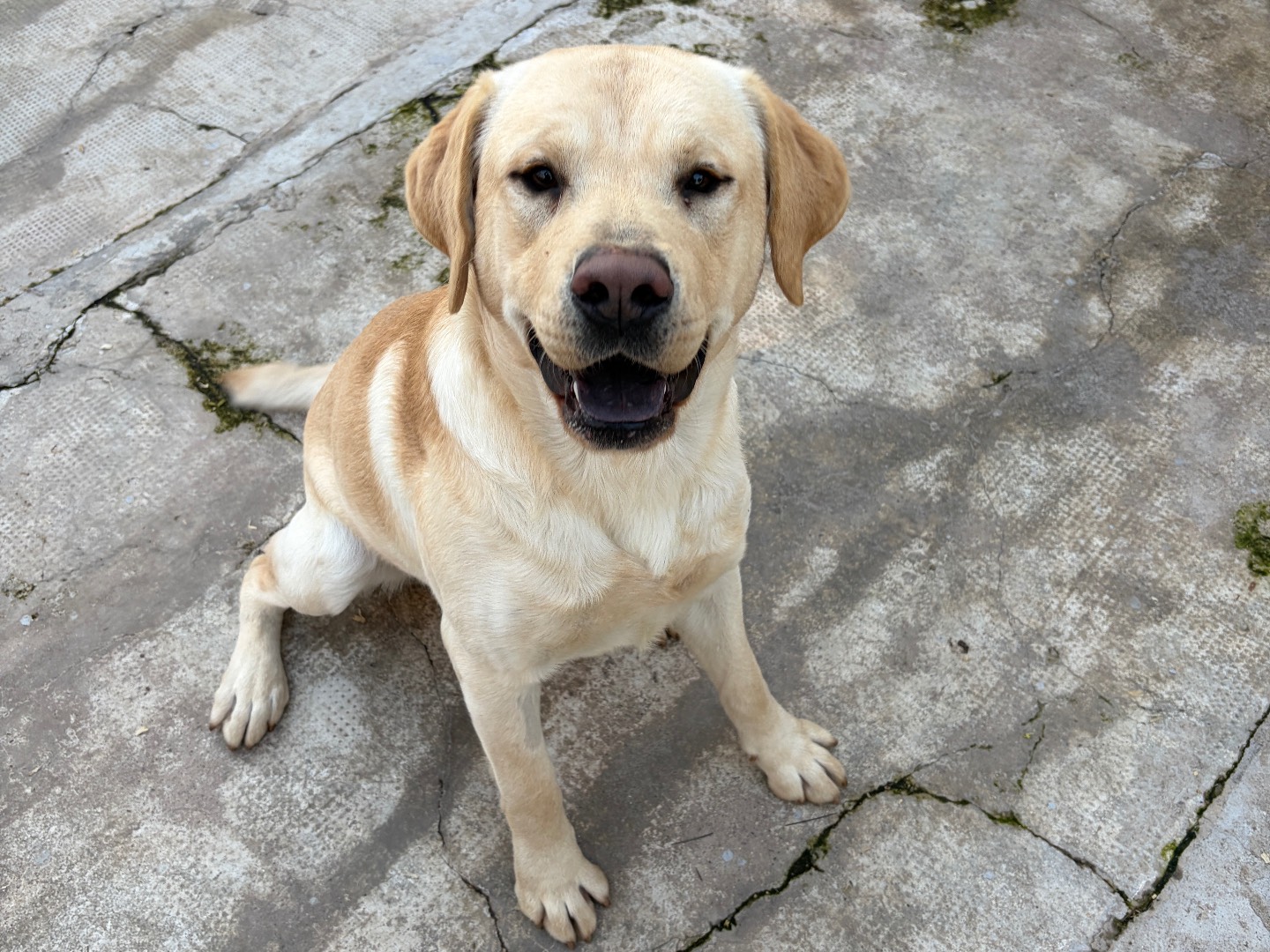 Adozione cane, maschio, Labrador Retriever Razza sconosciuta, 2 anni e 3 mesi, taglia grande, Milano