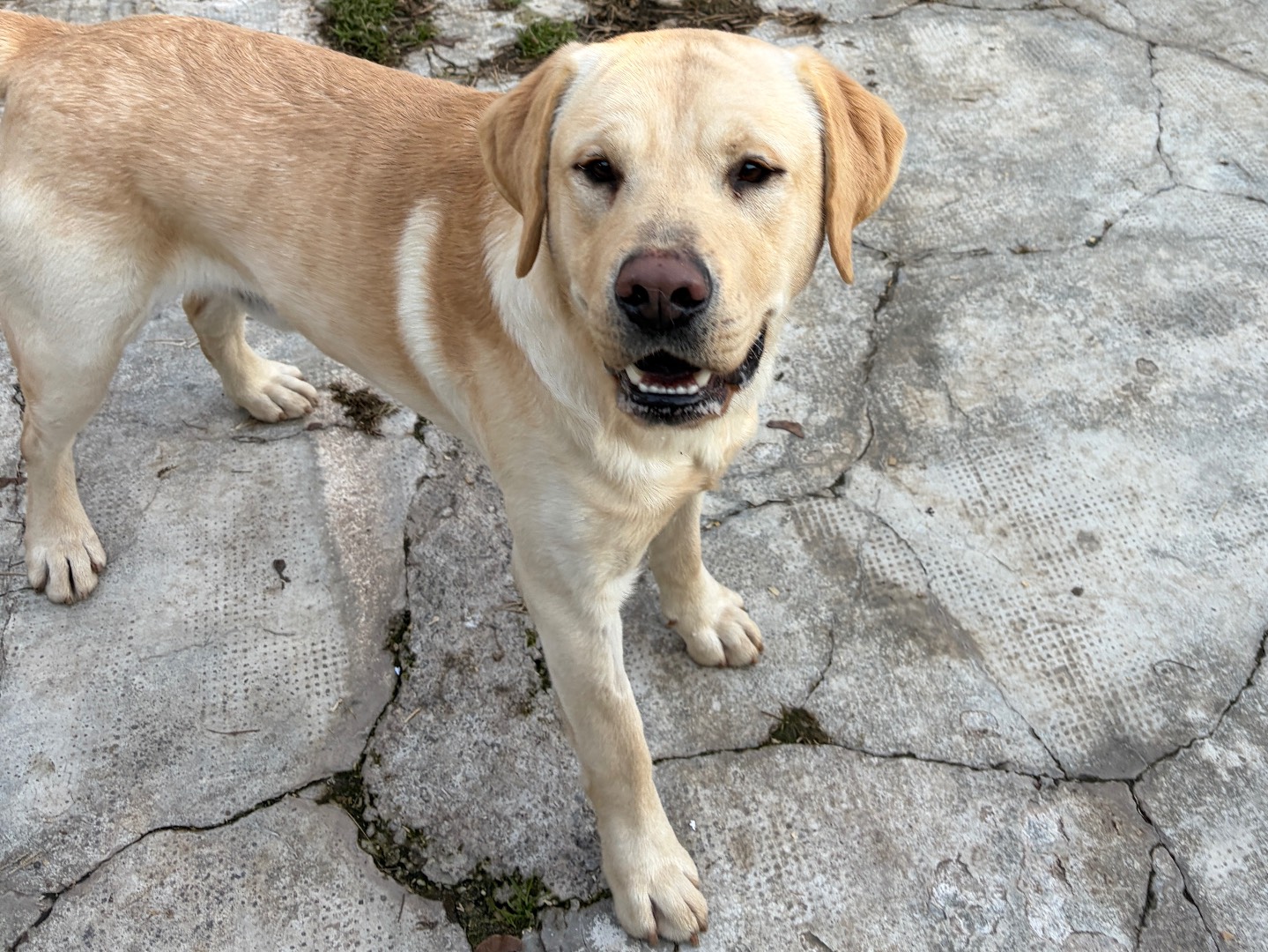 Adotta un cane, taglia grande, maschio, Milano