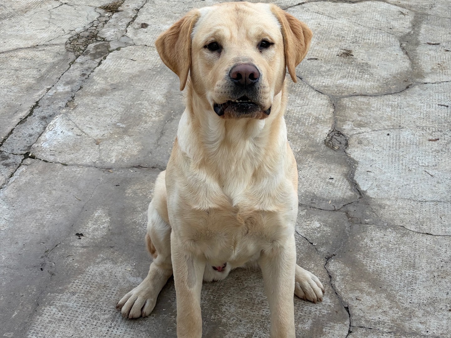 Vuoi adottare un cane a Milano?