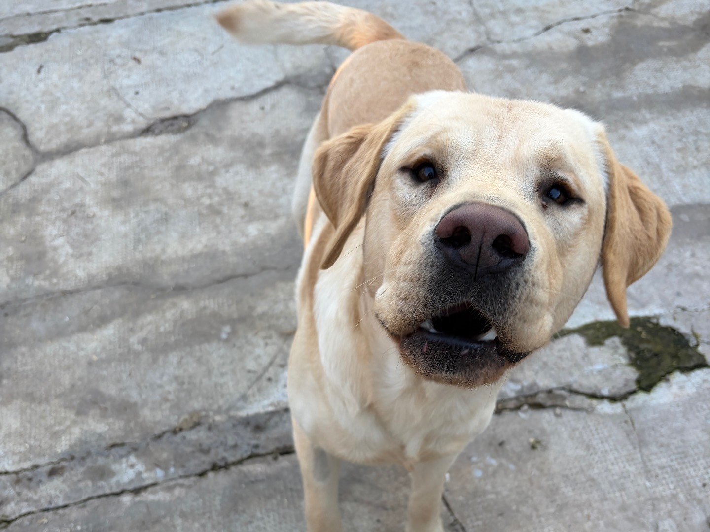 Adotta il cane Sunny a Milano