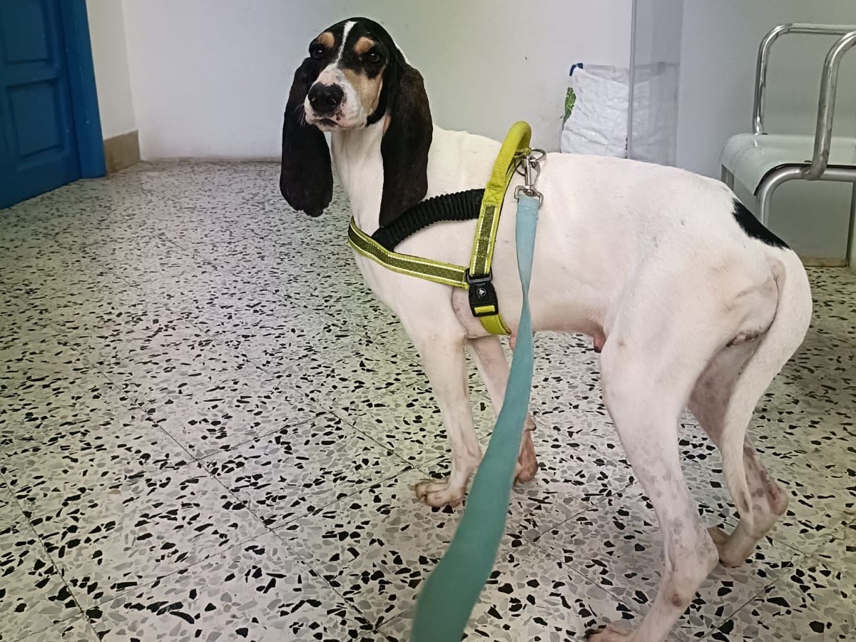 Adozione cane, femmina, Segugio Razza sconosciuta, 5 anni e 1 mese, taglia media, Salerno