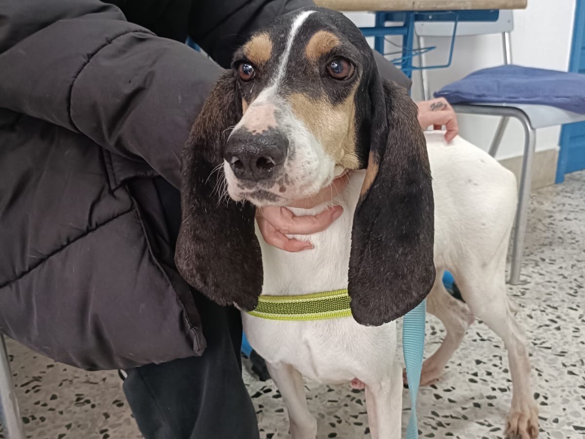 Adotta un cane, femmina, 5 anni e 1 mese, Salerno