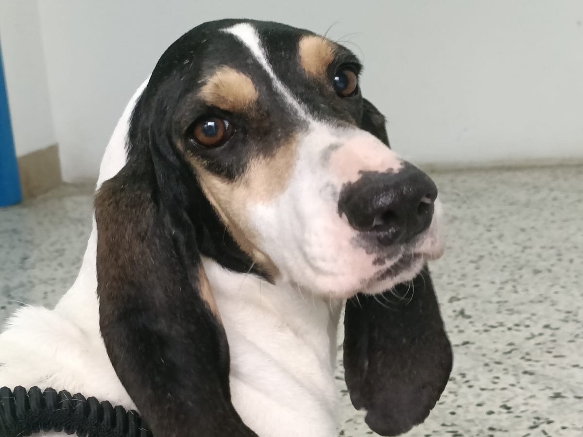 Adotta un cane, taglia media, femmina, Salerno