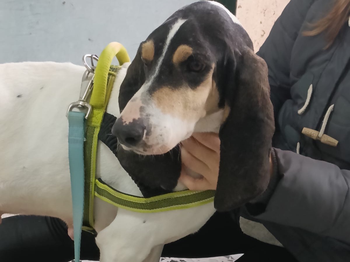 Vuoi adottare un cane a Salerno?