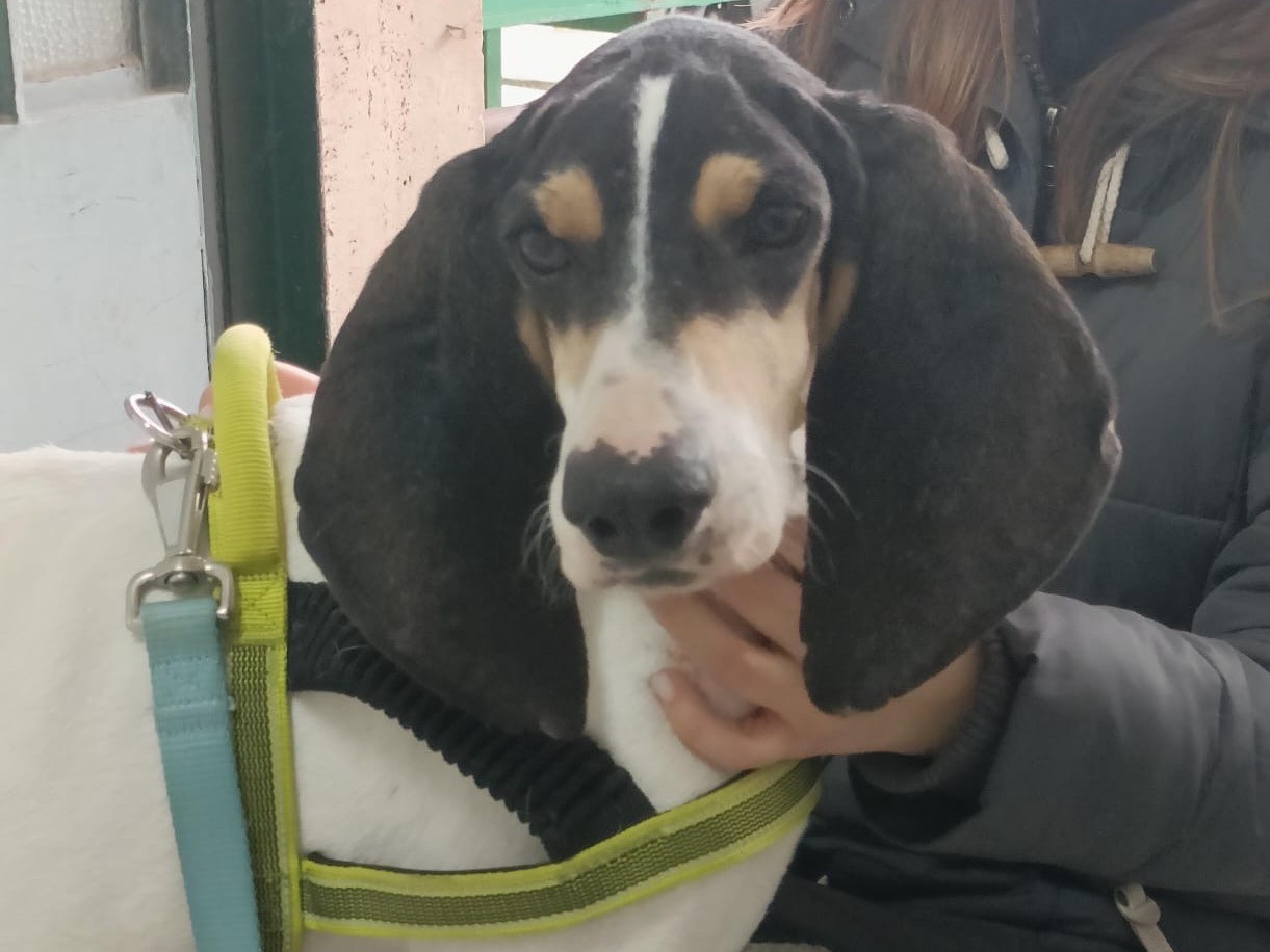 Adotta il cane Amelie a Salerno