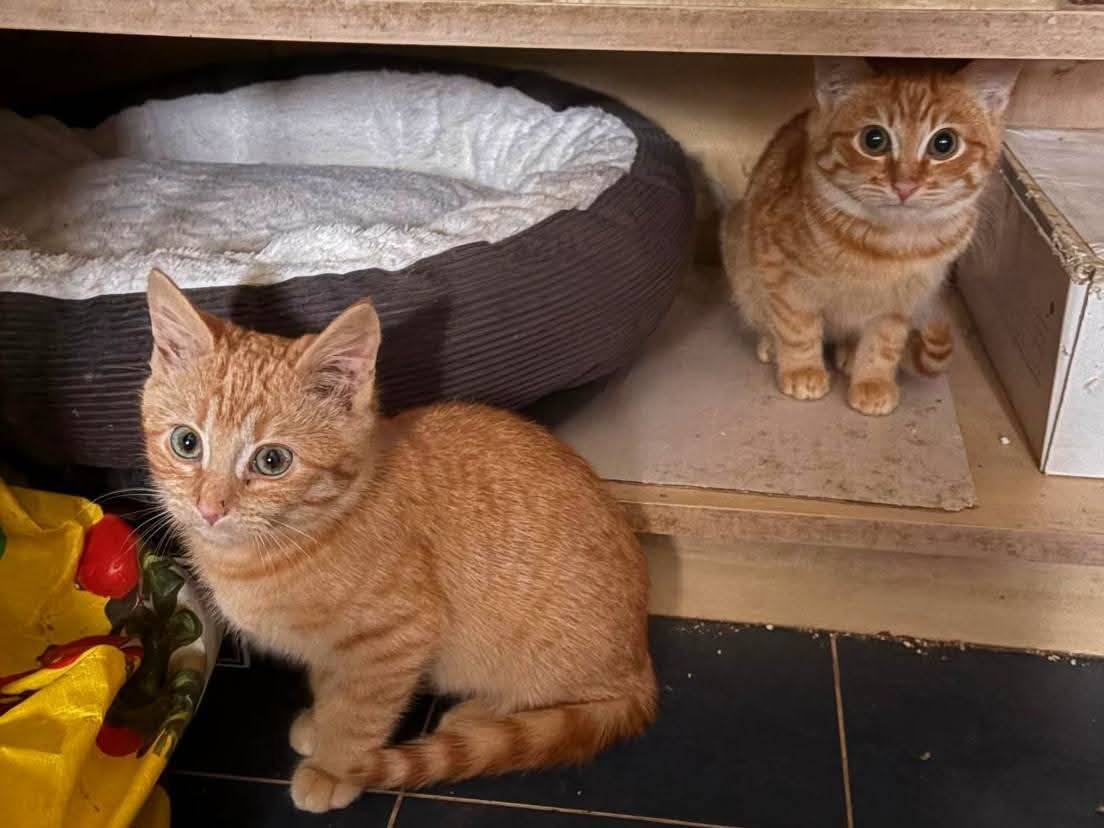 Adozione gatto, maschio, Razza sconosciuta Razza sconosciuta, 3 mesi, taglia non valida, Torino