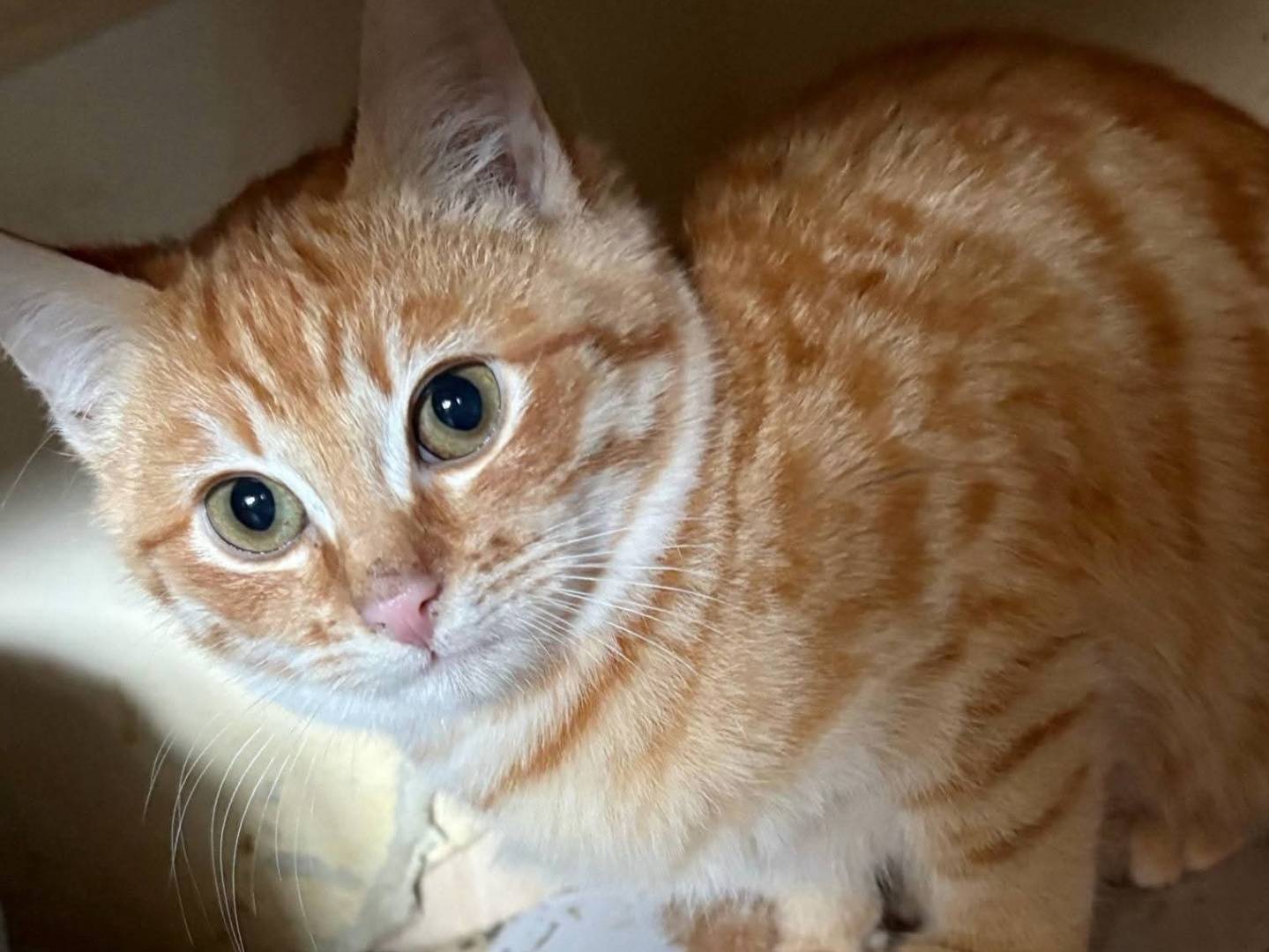 Adotta un gatto, maschio, 3 mesi, Torino