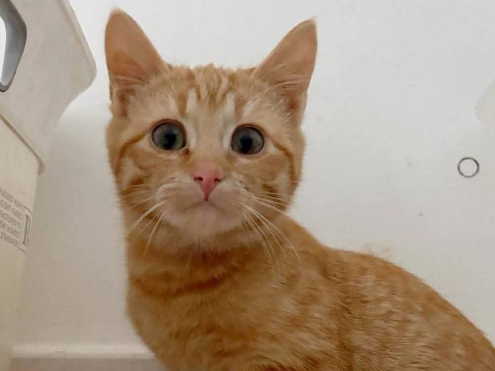 Adotta un gatto, taglia non valida, maschio, Torino