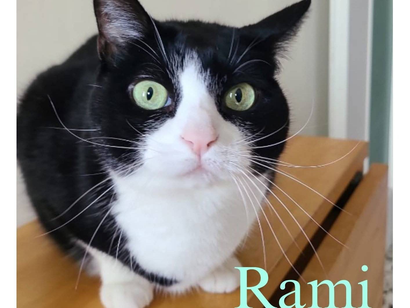 Adozione gatto, maschio, Razza sconosciuta Razza sconosciuta, 10 anni e 8 mesi, taglia non valida, Torino