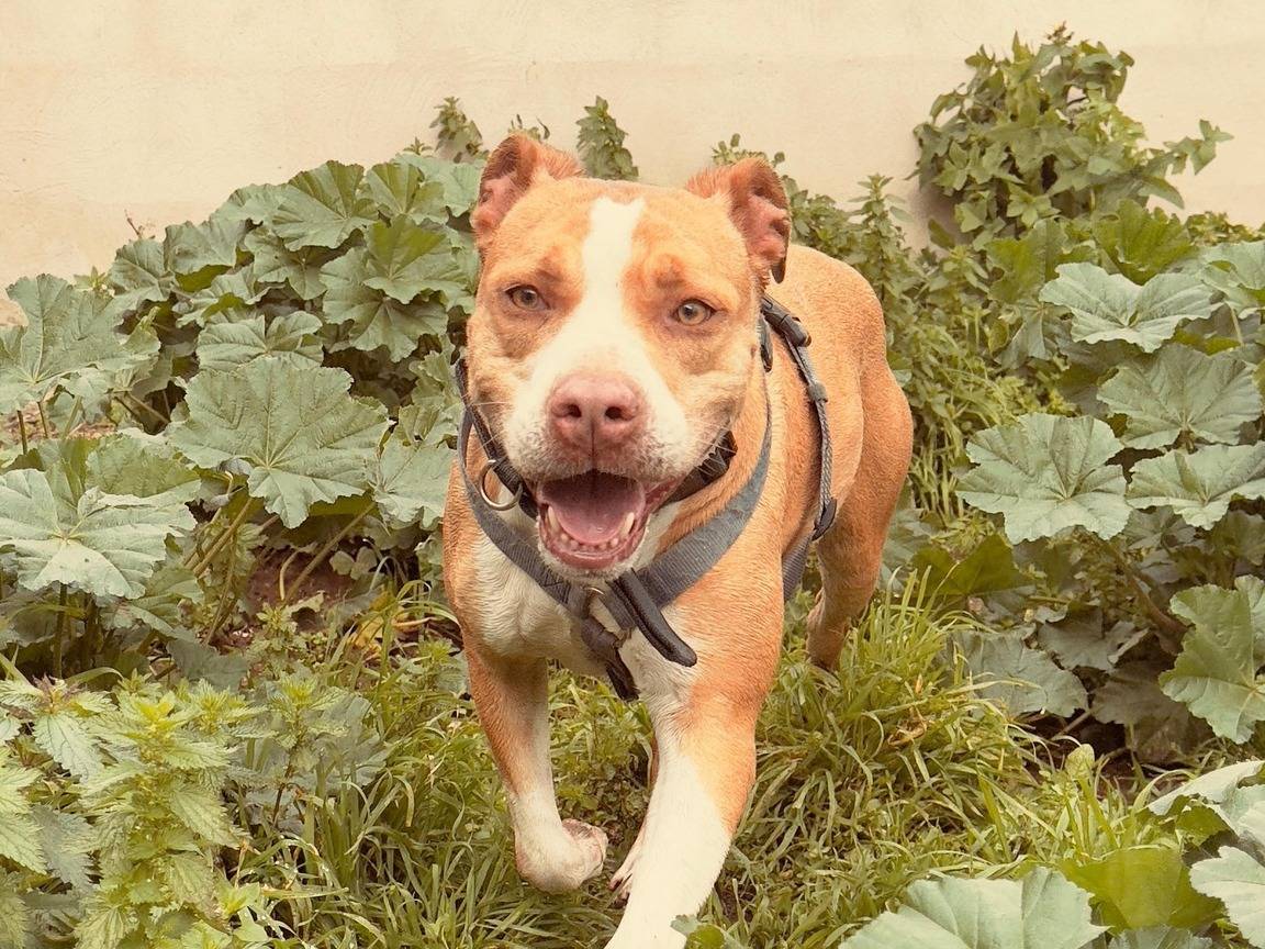 Adozione cane, femmina, Pitbull Razza sconosciuta, 6 anni e 11 mesi, taglia media, Caserta