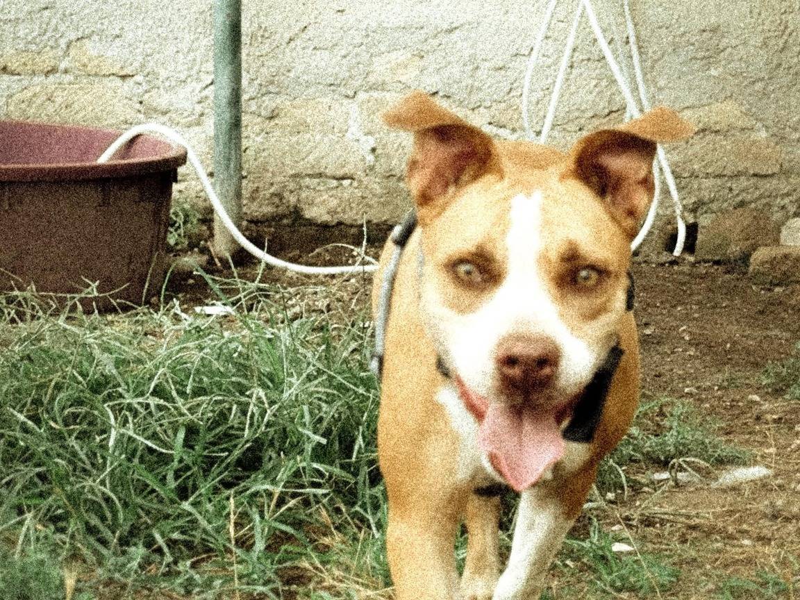 Adotta un cane, femmina, 6 anni e 11 mesi, Caserta