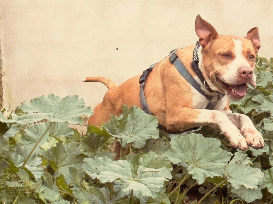 Adotta un cane, taglia media, femmina, Caserta