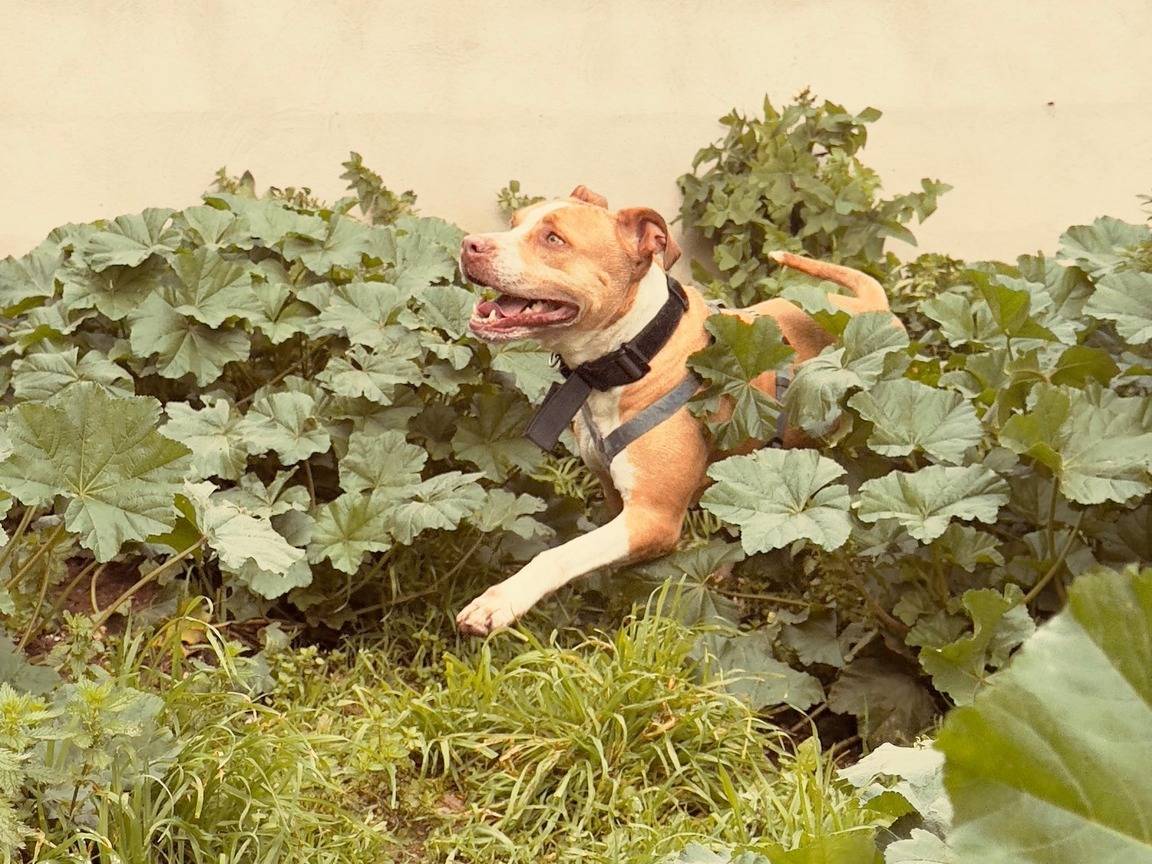 Vuoi adottare un cane a Caserta?