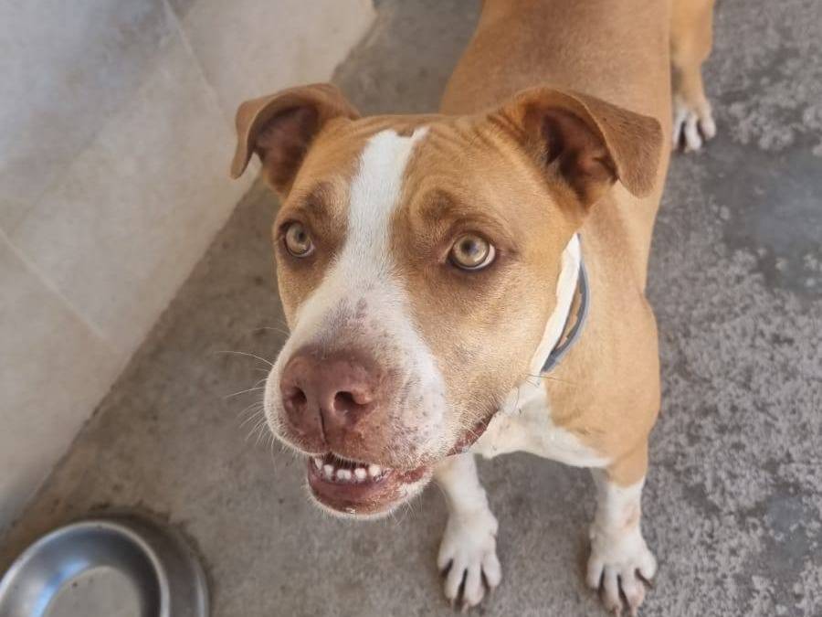 Adotta il cane Nina a Caserta