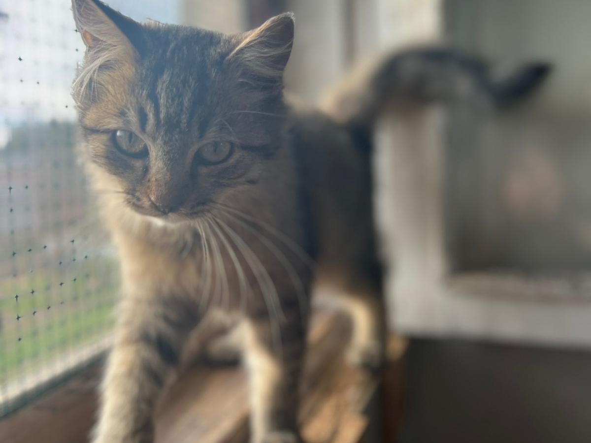 Adotta un gatto, maschio, 4 mesi, Bari