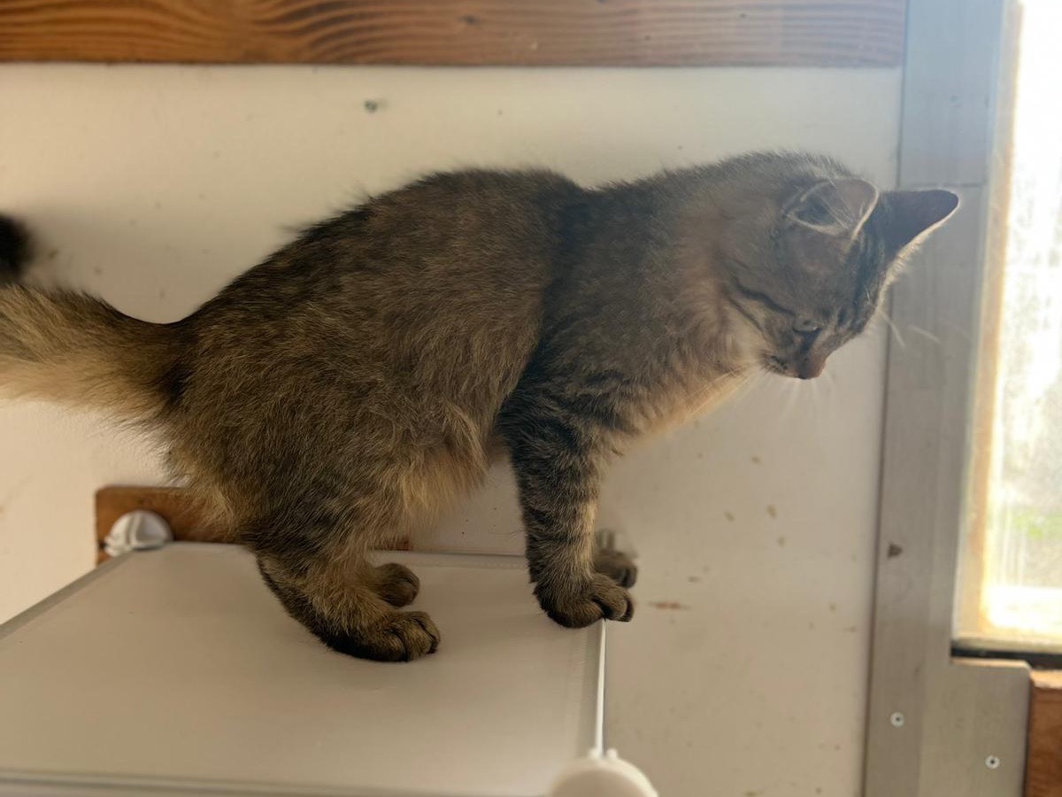 Adotta un gatto, taglia non valida, maschio, Bari