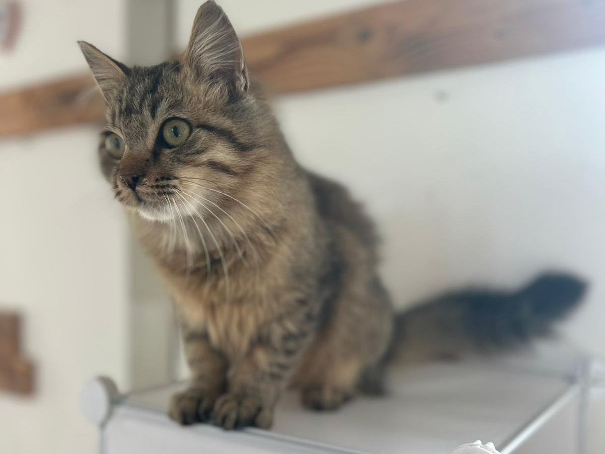 Vuoi adottare un gatto a Bari?