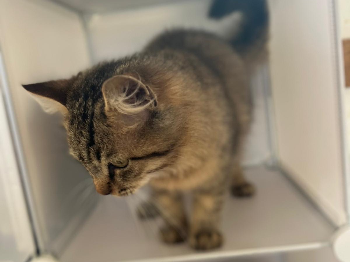 Adotta il gatto West  a Bari