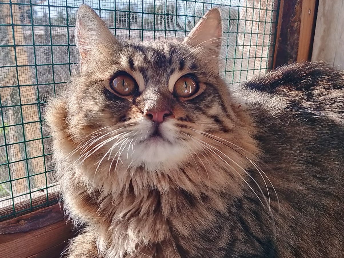 Adozione gatto, maschio, Razza sconosciuta Razza sconosciuta, 5 mesi, taglia non valida, Bari