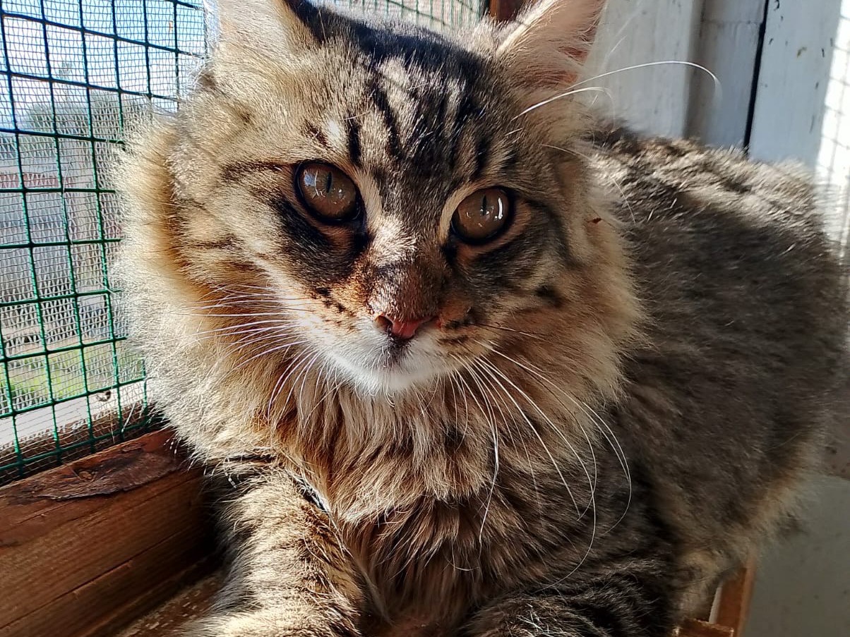 Adotta un gatto, maschio, 5 mesi, Bari