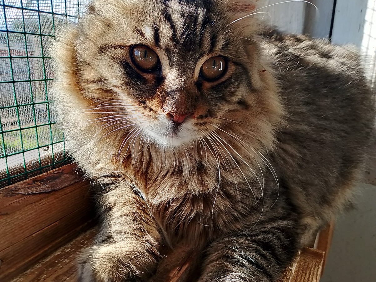 Adotta un gatto, taglia non valida, maschio, Bari