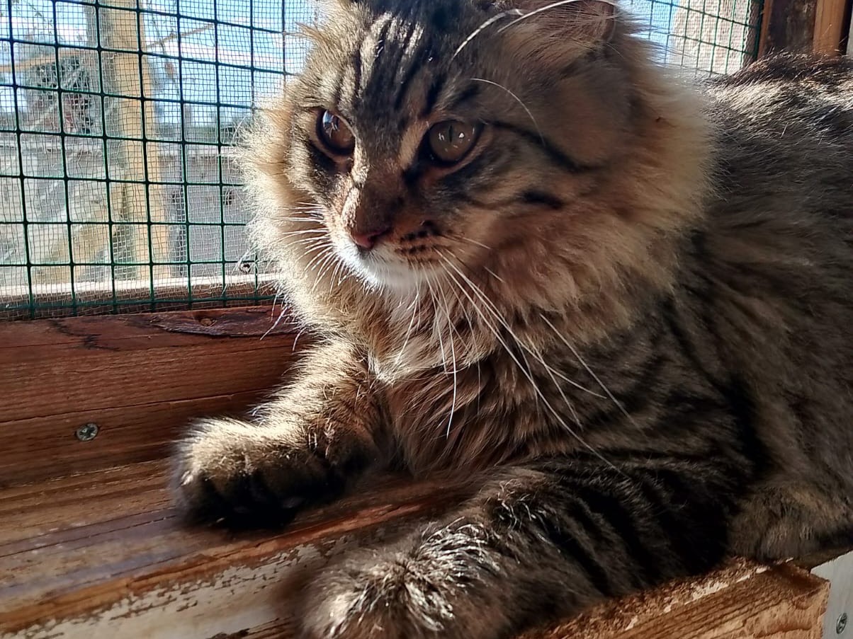 Vuoi adottare un gatto a Bari?