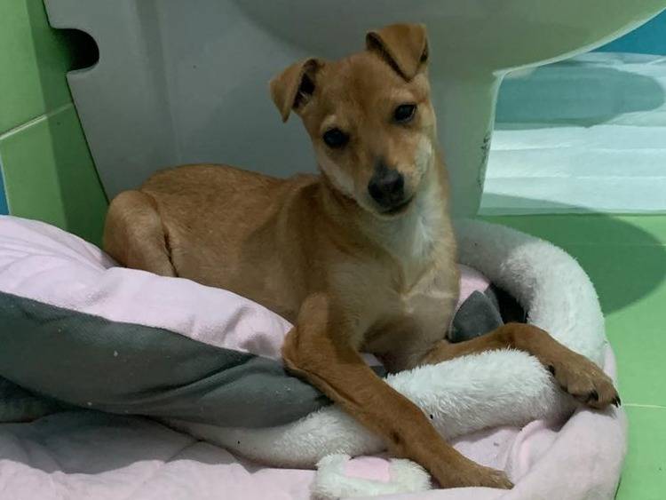 Adozione cane, maschio, Razza sconosciuta Razza sconosciuta, 4 mesi, taglia piccola, Bologna