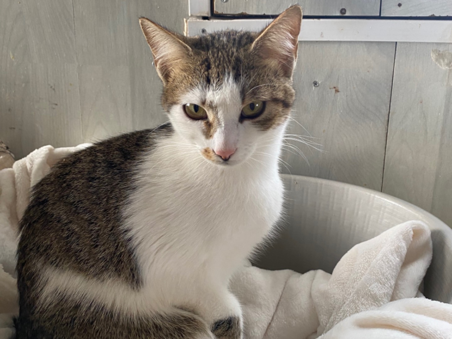 Adozione gatto, femmina, Razza sconosciuta Razza sconosciuta, 9 mesi, taglia non valida, Bari