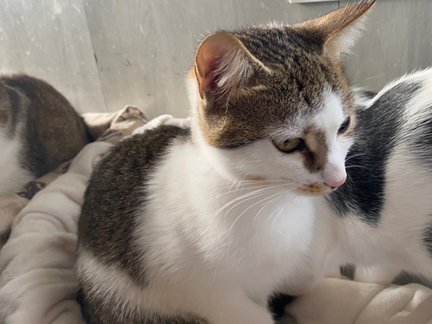 Adotta un gatto, femmina, 9 mesi, Bari