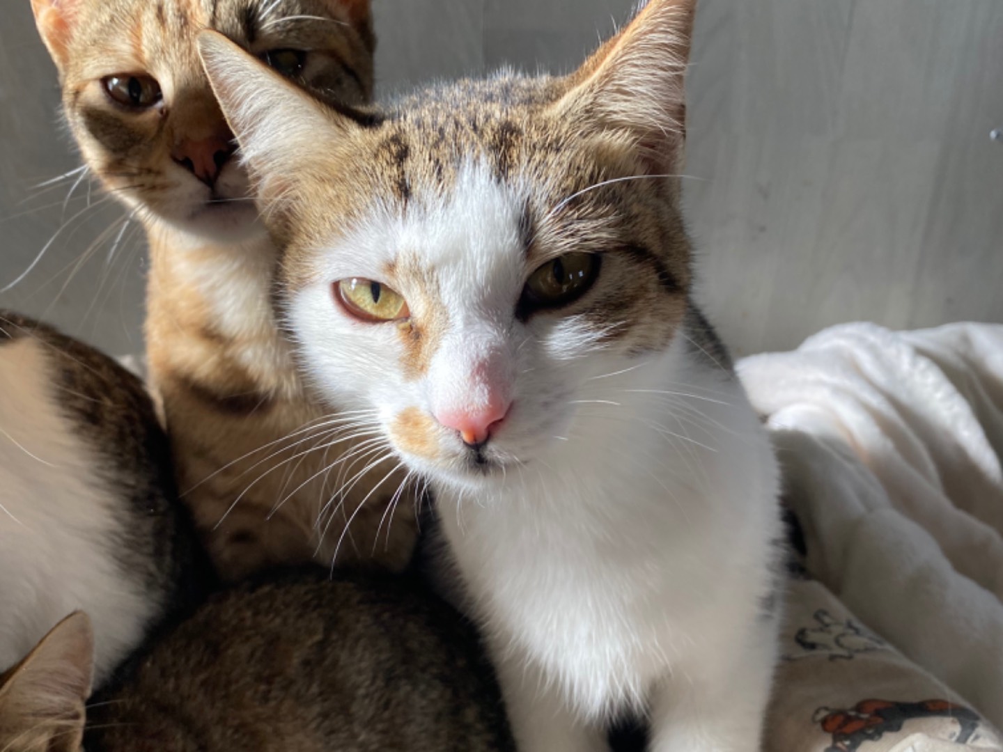 Adotta un gatto, taglia non valida, femmina, Bari