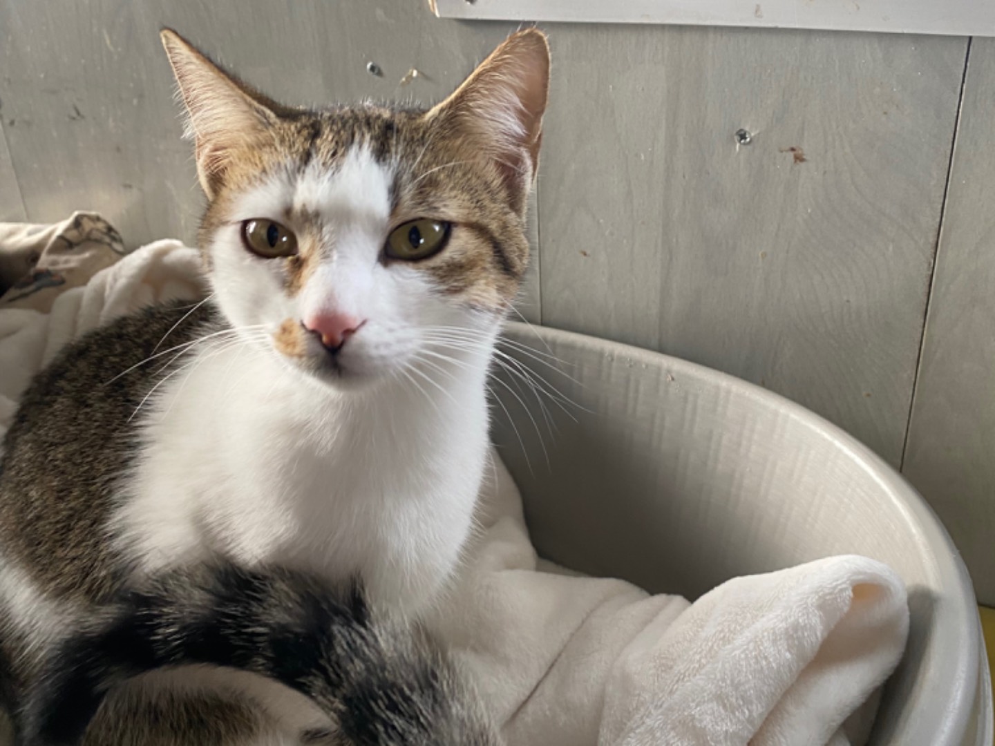 Vuoi adottare un gatto a Bari?