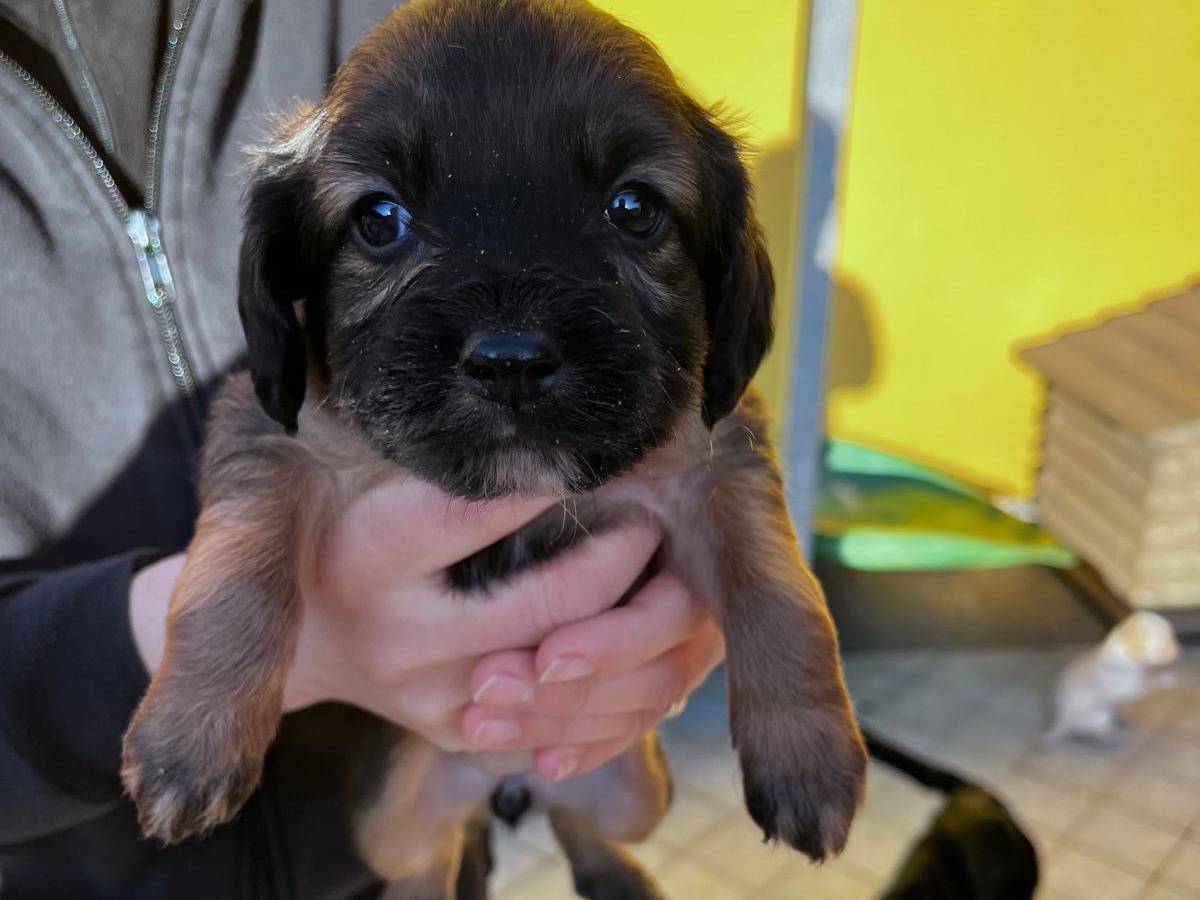 Adozione cane, femmina, Razza sconosciuta Razza sconosciuta, 2 mesi, taglia media contenuta, Frosinone