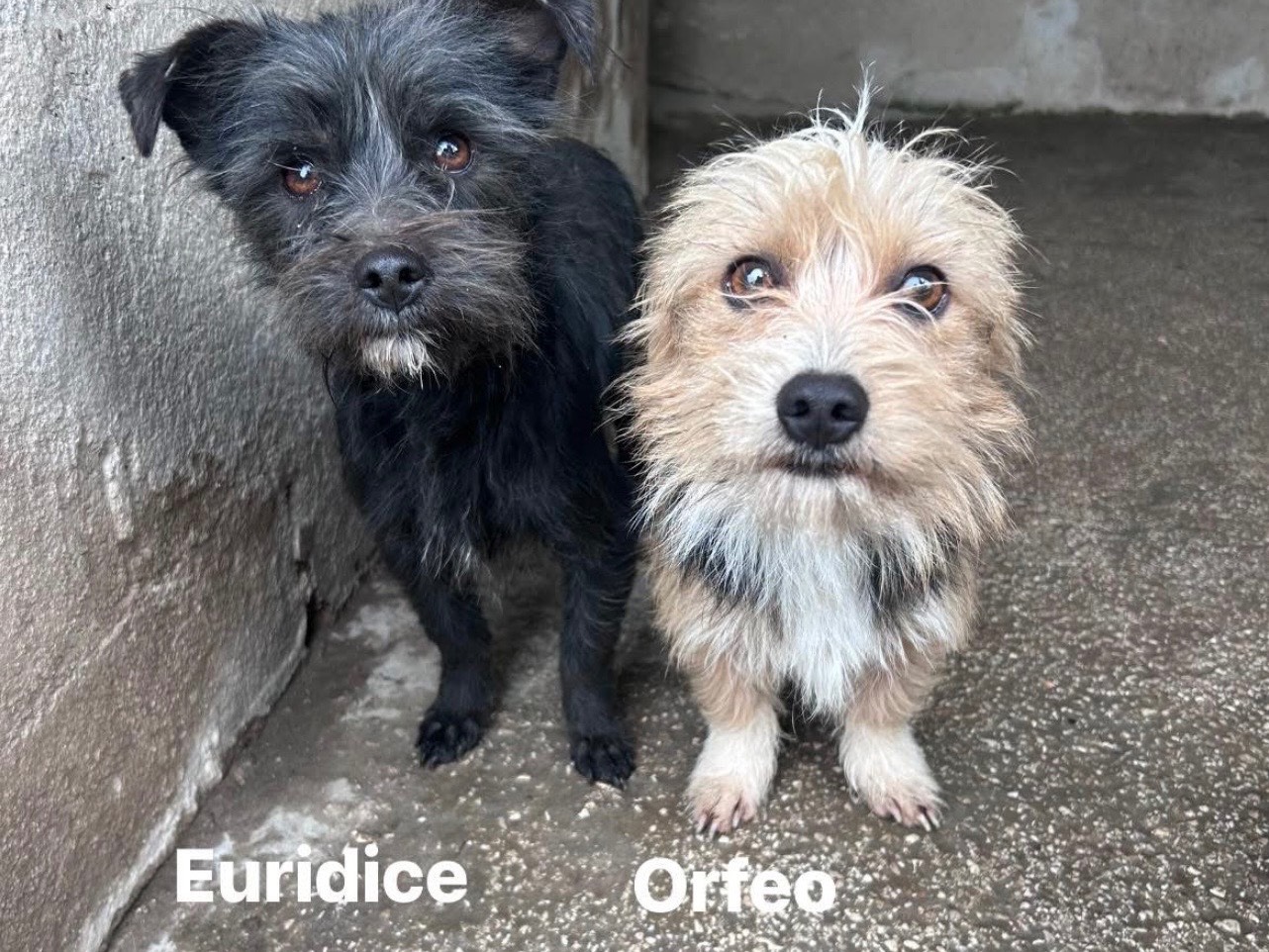 Adozione cane, femmina, Razza sconosciuta Razza sconosciuta, 3 anni, taglia piccola, Caserta