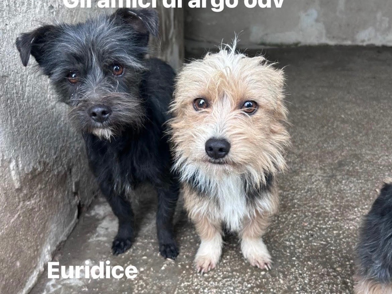 Adotta un cane, femmina, 3 anni, Caserta