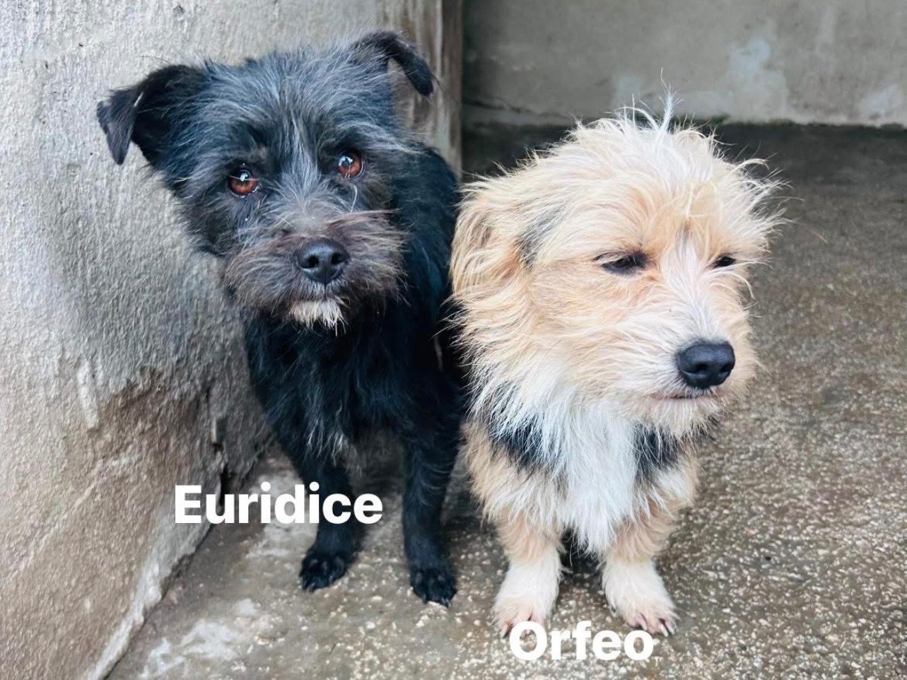 Adotta un cane, taglia piccola, femmina, Caserta