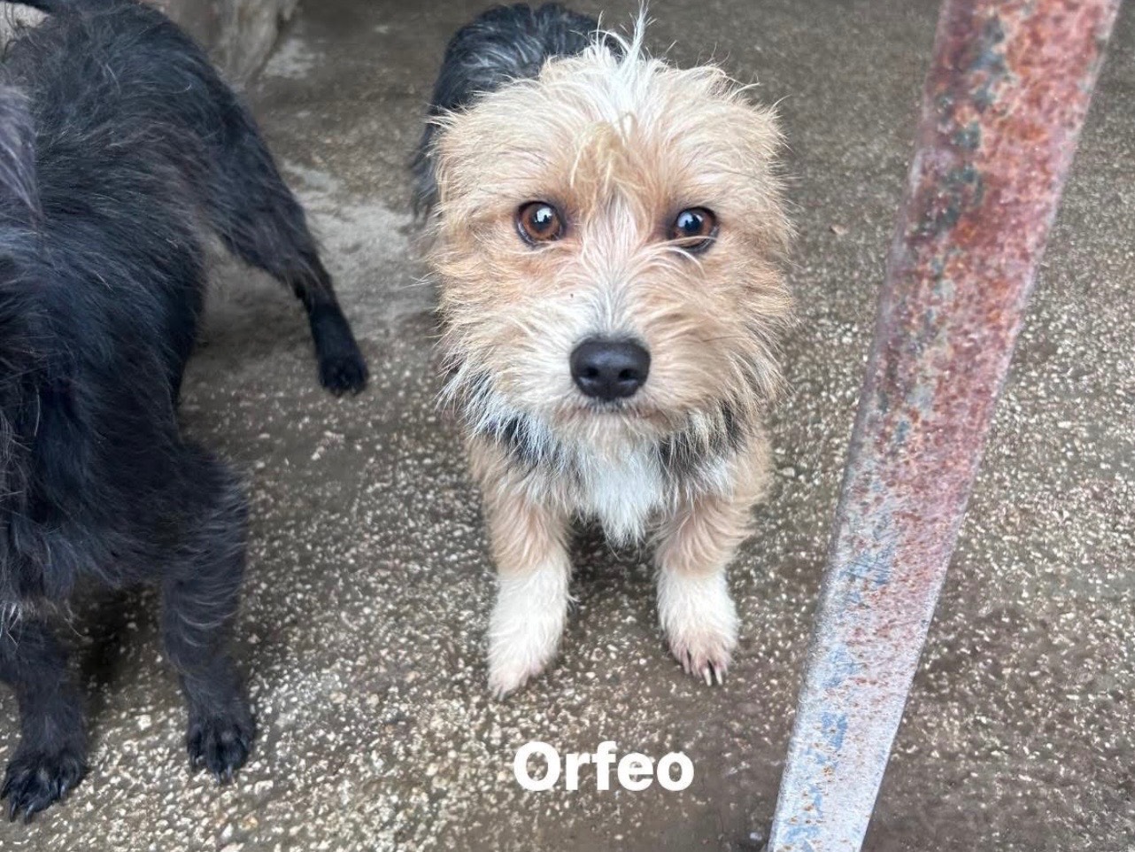 Adozione cane, maschio, Razza sconosciuta Razza sconosciuta, 3 anni, taglia piccola, Caserta