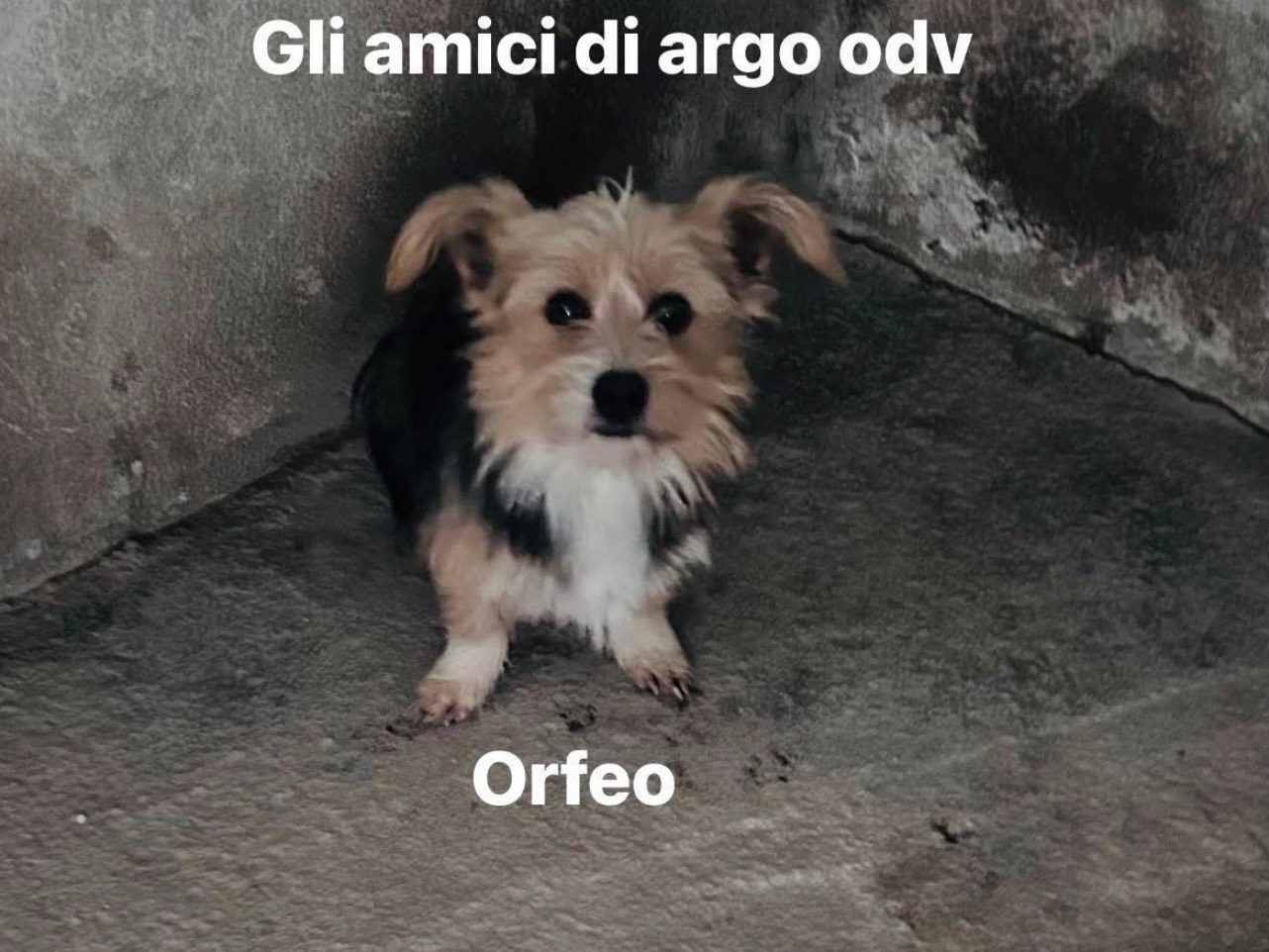 Adotta un cane, maschio, 3 anni, Caserta