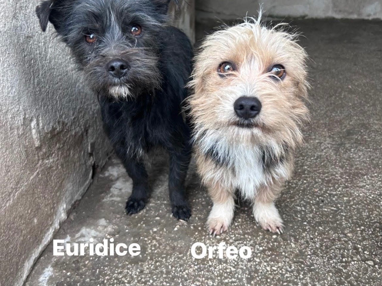 Adotta un cane, taglia piccola, maschio, Caserta