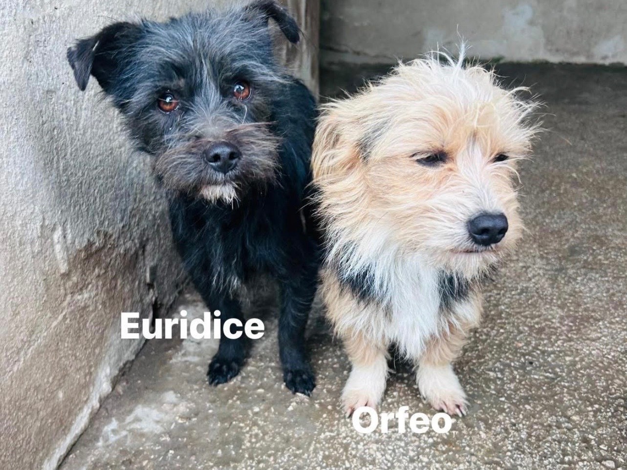 Vuoi adottare un cane a Caserta?