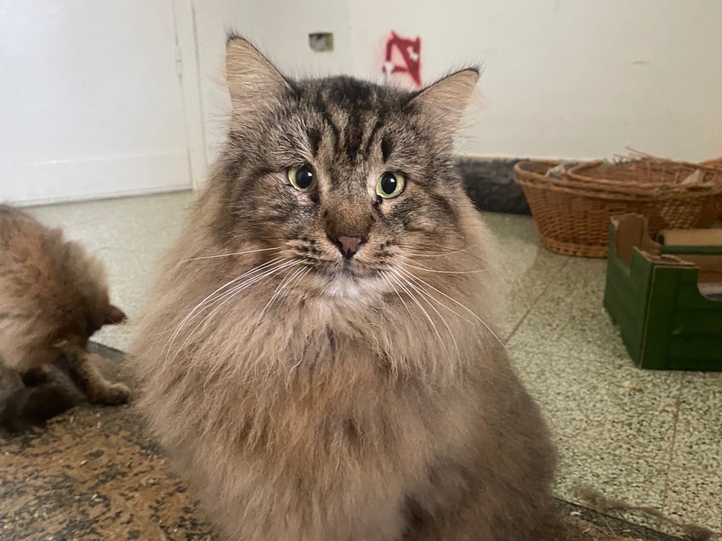 Adozione gatto, maschio, Razza sconosciuta Razza sconosciuta, 7 anni, taglia non valida, Teramo