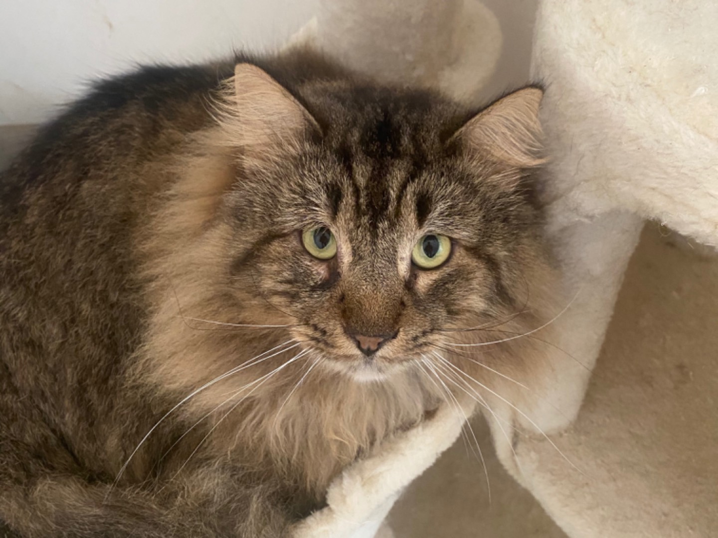 Adotta un gatto, taglia non valida, maschio, Teramo