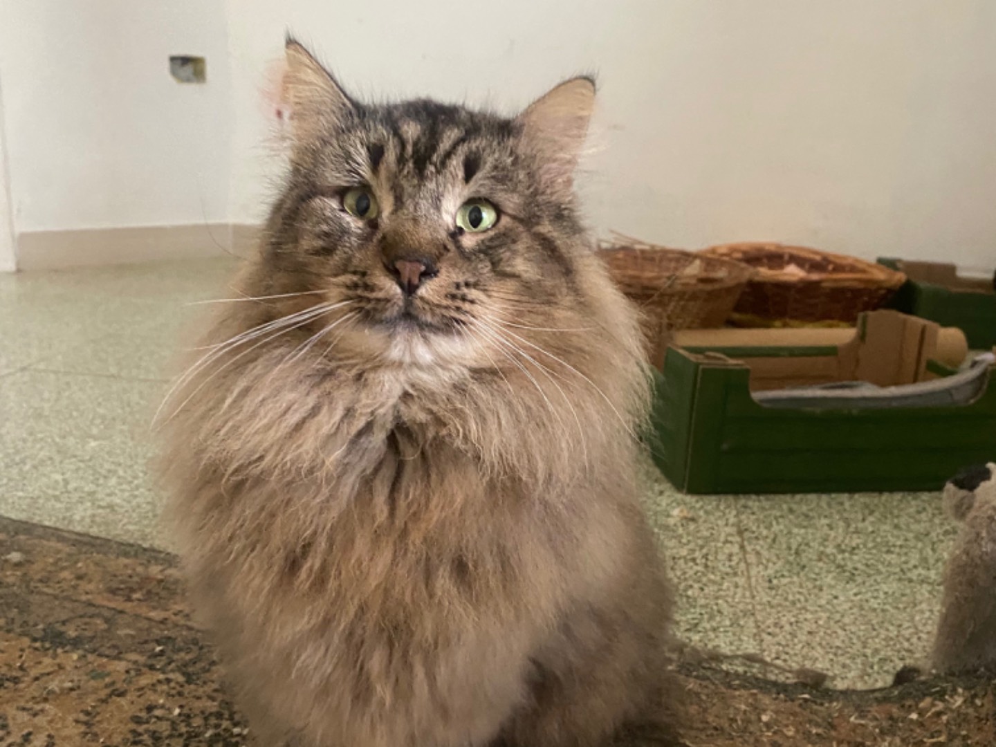 Adotta il gatto Leone a Teramo